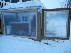 poly coop chicken