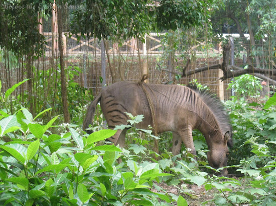 Quasi-zebra in Manila Zoo