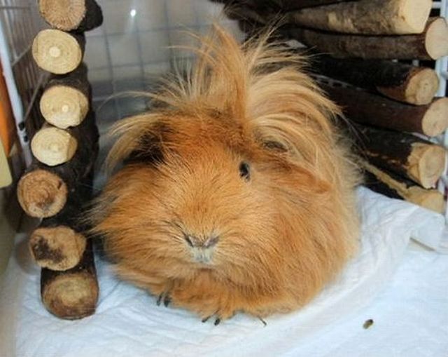 A guinea pig with long hair, guess the animal, guinea pig pictures