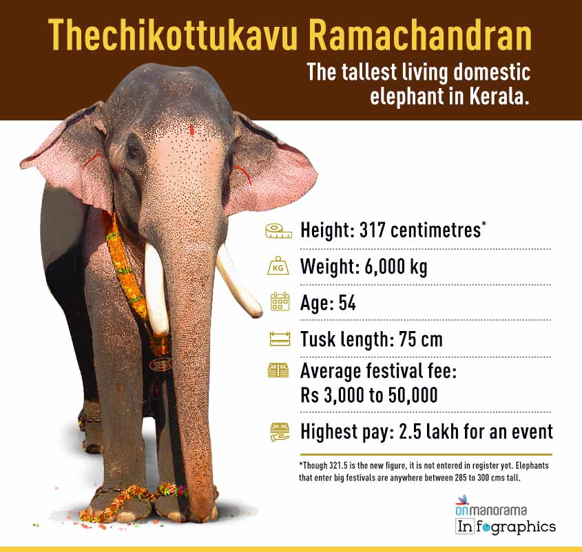 The case of rogue temple elephant ''Thechikkottukavu Ramachandran'' of