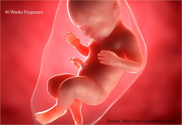 गर्भावस्‍था की तीसरी तिमाही में शिशु का विकास, गर्भावस्था की तीसरी तिमाही