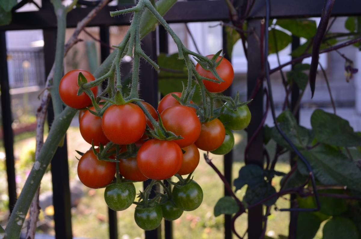 Tomatoes grow easily in Kerala