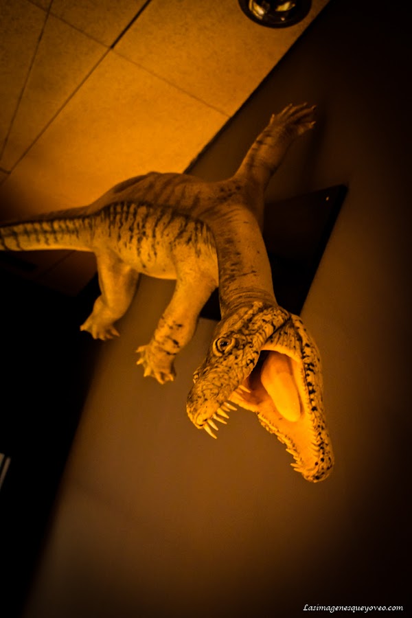 Museo de Paleontología de Castilla la Mancha (MUPA). Tierra de Dinosaurios