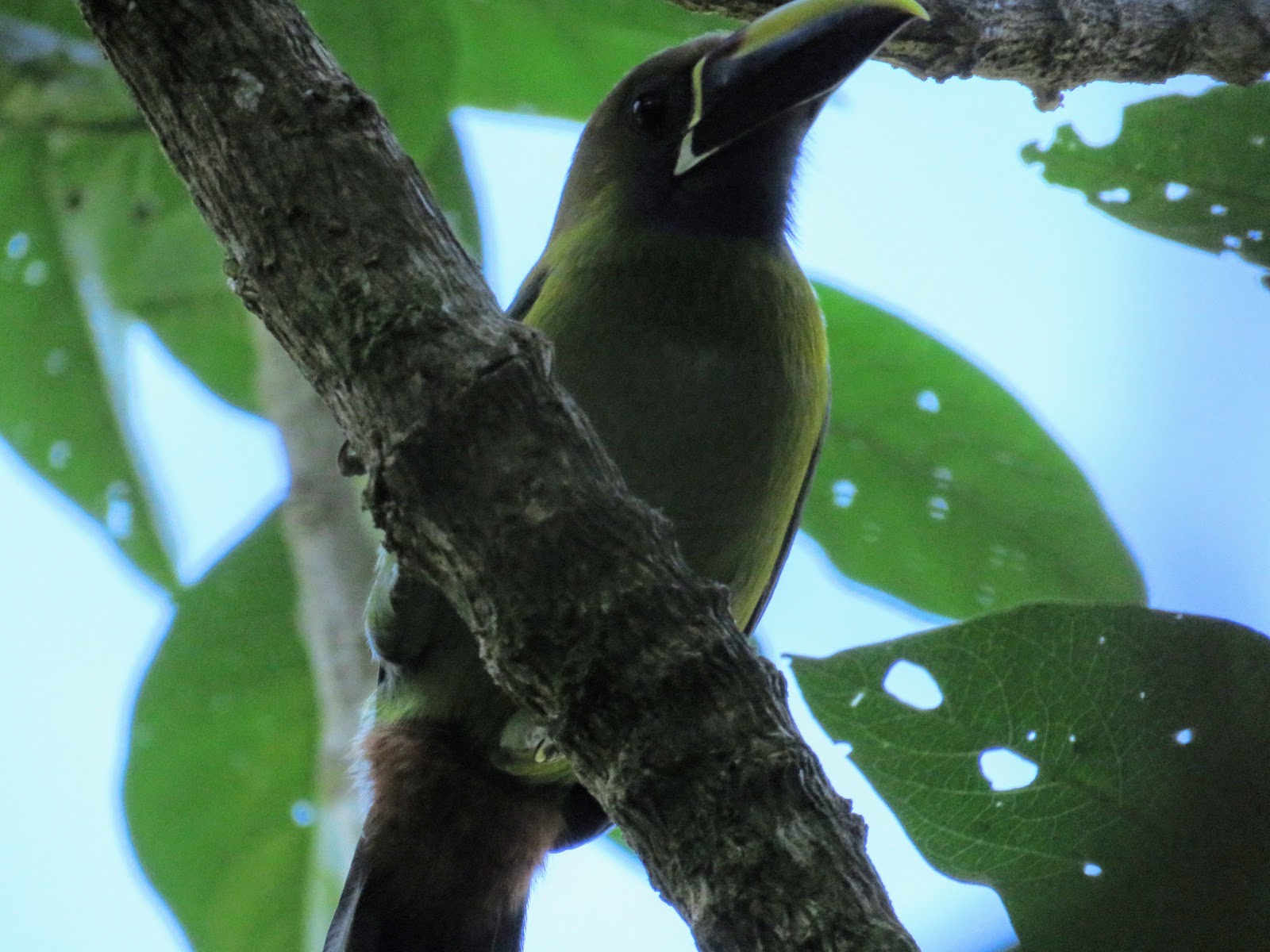 Why Costa Rica Birds Are Some of the Best in the World