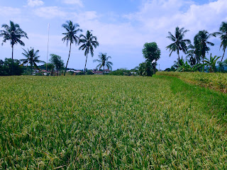 Stretch Of Yellowing Rice At Banjar Kuwum Ringdikit Village North Bali