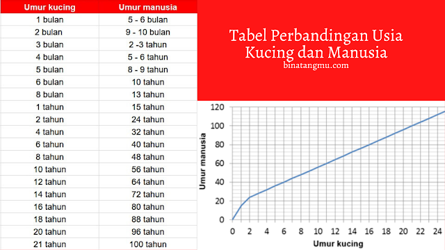 Umur kucing dengan manusia