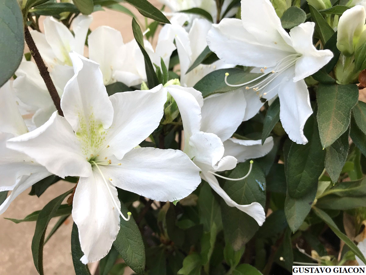 Viveiro Ciprest - Plantas Nativas e Exóticas: Azaleia Branca ( Rhododendron  simsii )