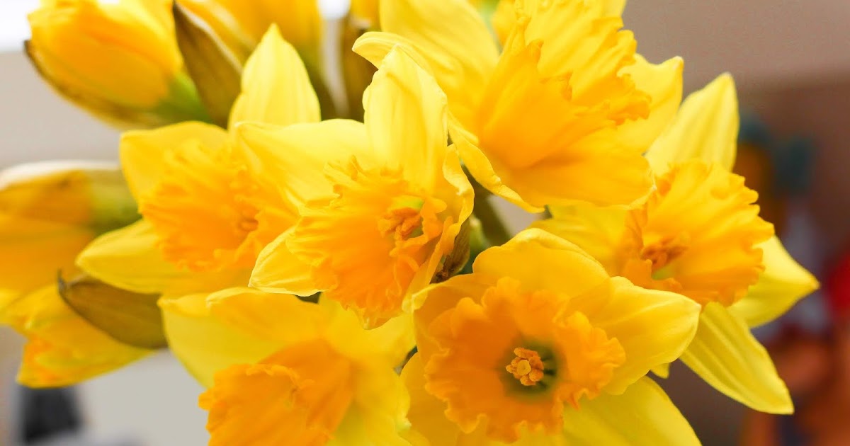 My Goals For 2019 Violet Daffodils