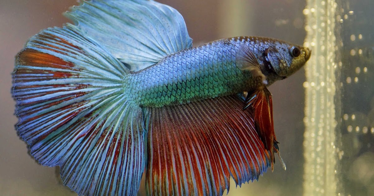 how-to-treat-sick-betta-fish-fish-hobbyist