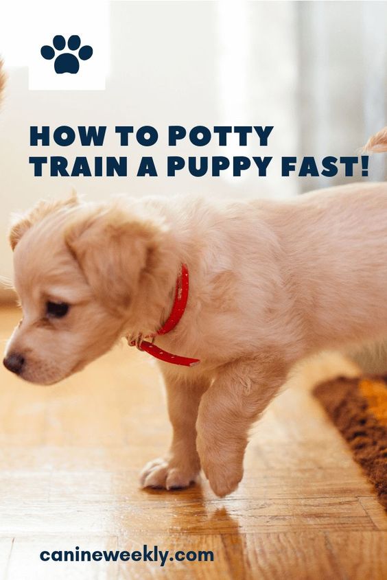 Lovely Dog Learn How to Potty Train a Puppy Fast! Canine Weekly