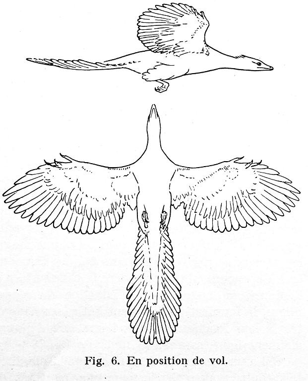 Планер археоптерикс чертежи