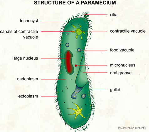 Hewan invertebrata yang seluruh permukaan tubuhnya berpori disebut