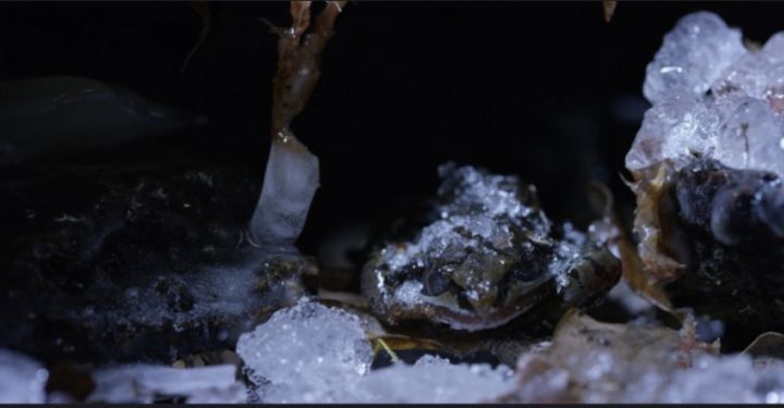 자연의 신비 냉동 개구리 - 짤티비