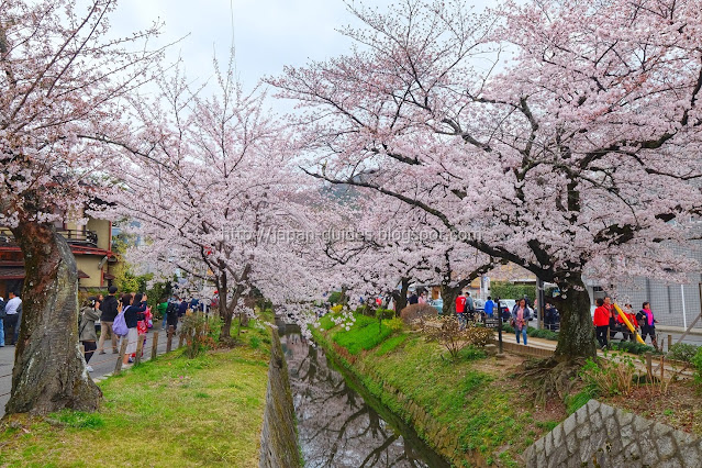 Philosopher's Path Kyoto Sakura
