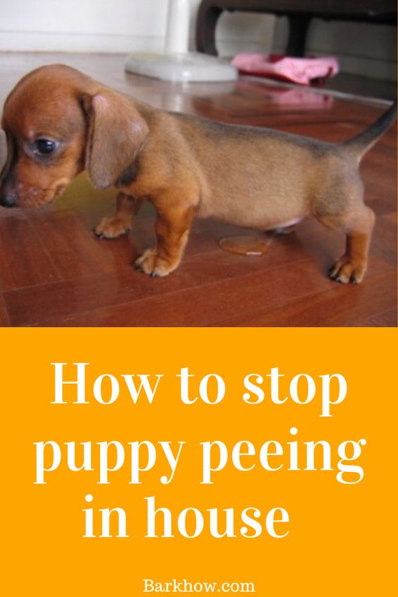 How To Train Dog Stop puppy peeing in the house