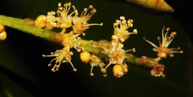 Agrostistachys indica