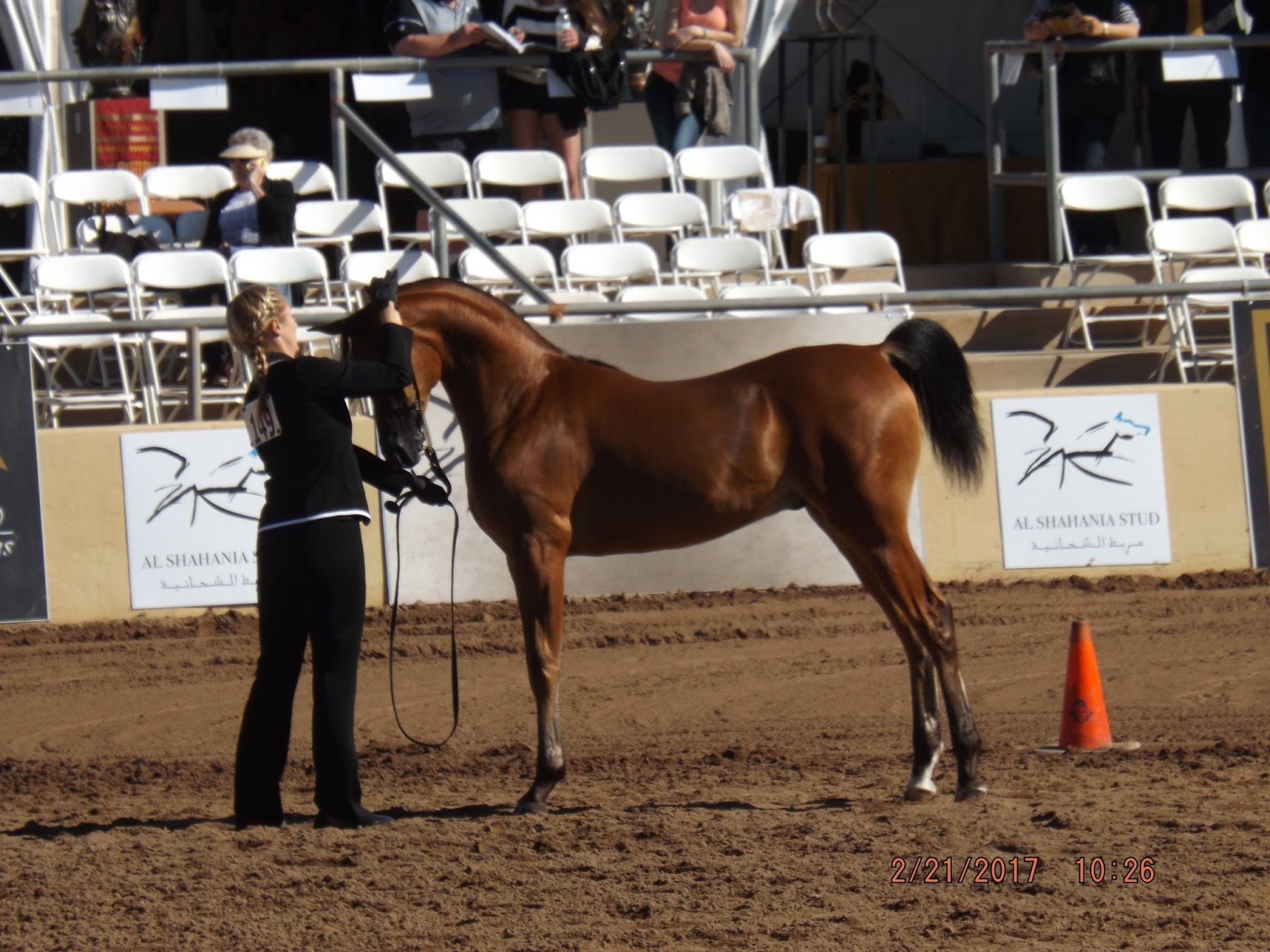 Up to Speed The Arabian Horse Show The horses