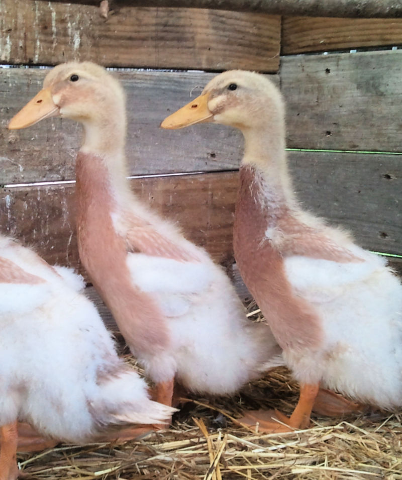 All About The Saxony Duck Breed Fresh Eggs Daily® with Lisa Steele