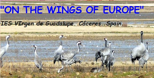 On the Wings of Europe