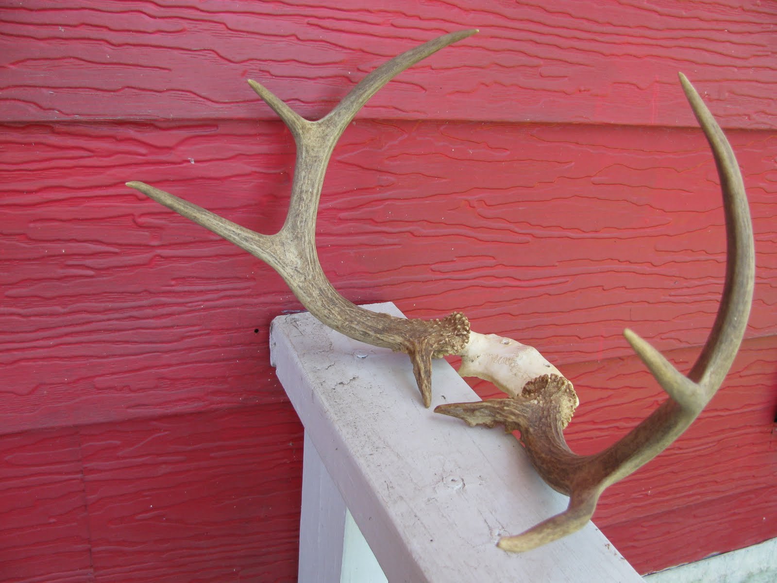 Estate Sale Services 409.750.3688 Roland Dressler Vintage Deer Antlers