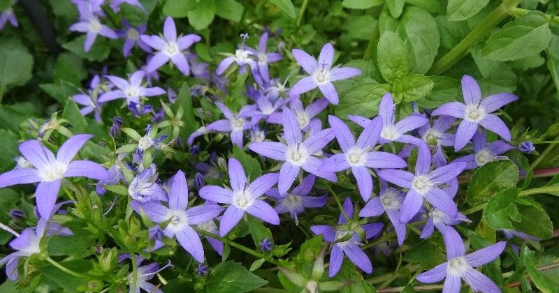マルコじいさんのお花畑 140528 今咲いている花