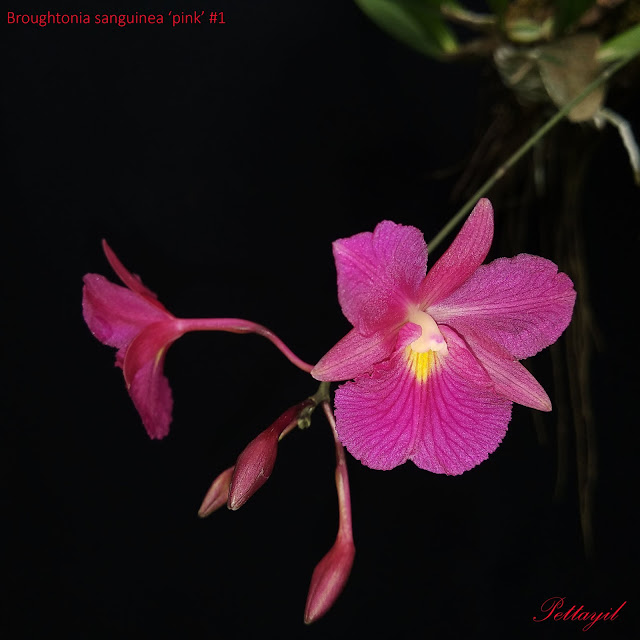 Broughtonia sanguinea (Sw.) R.Br.,