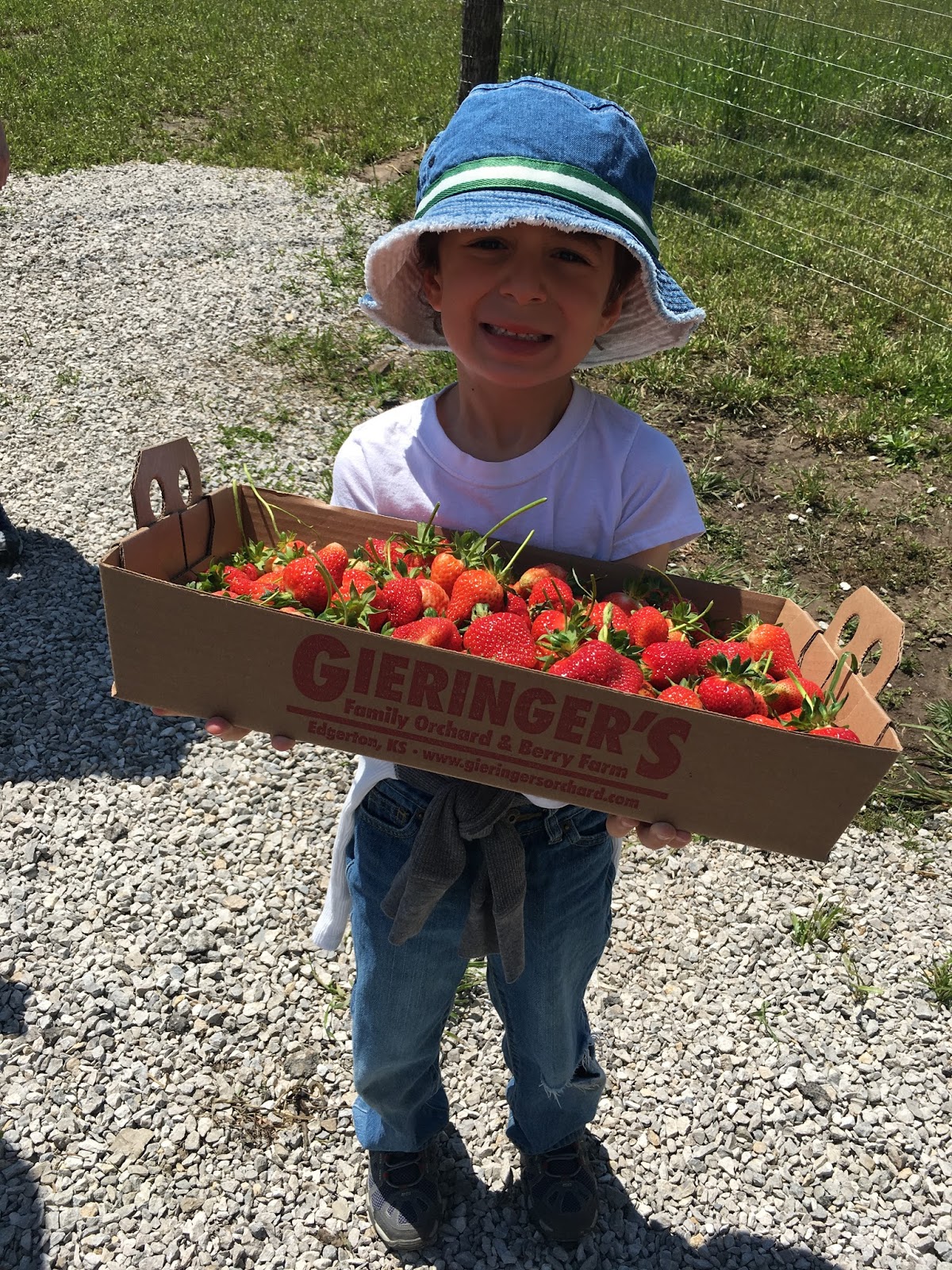 This Kansas City Mama KC Fun Strawberry Picking at Gieringer Orchard