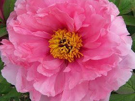 Royal Botanical Gardens pink tree peony by garden muses-not another Toronto gardening blog