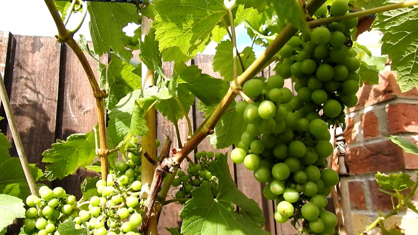 ItalyPaul Art In Fruit & Vegetable Carving Lessons How To Grow