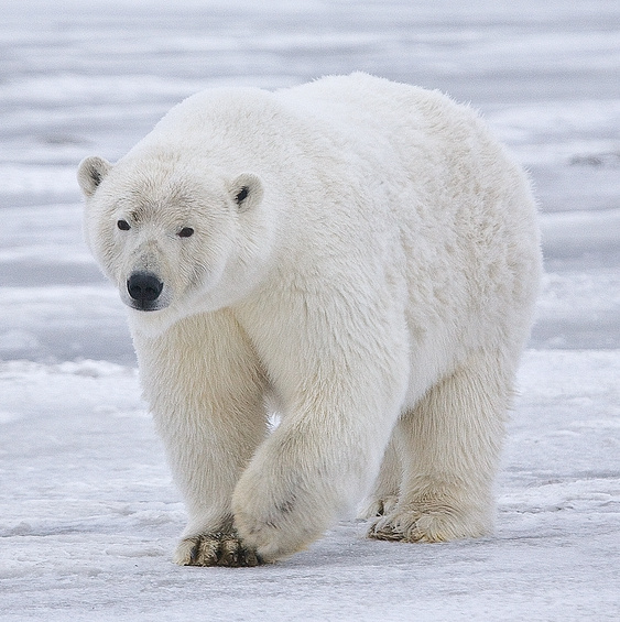 Polar bear endangered in Antarctica, facts about Snow white bear