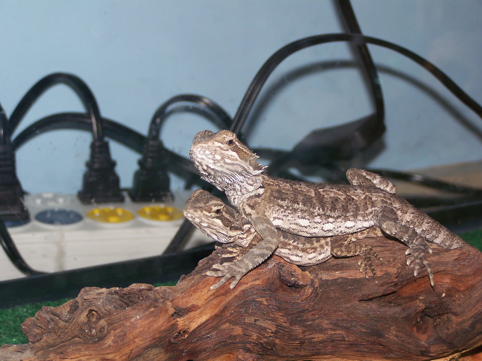 bearded-dragon-heat-lamp.jpg