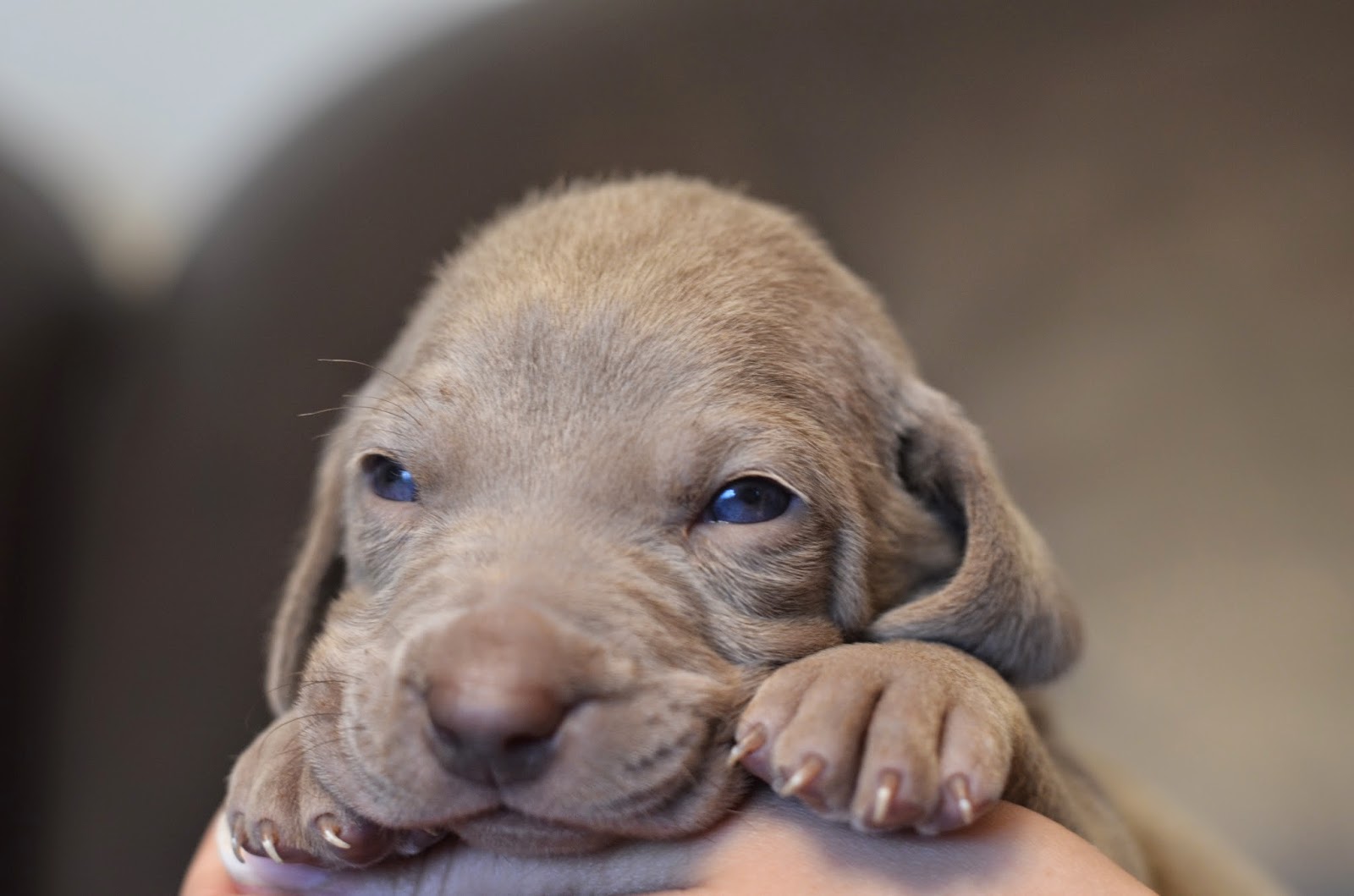 Northstar Weimaraners Your Loyal Companion Available Pups & How we
