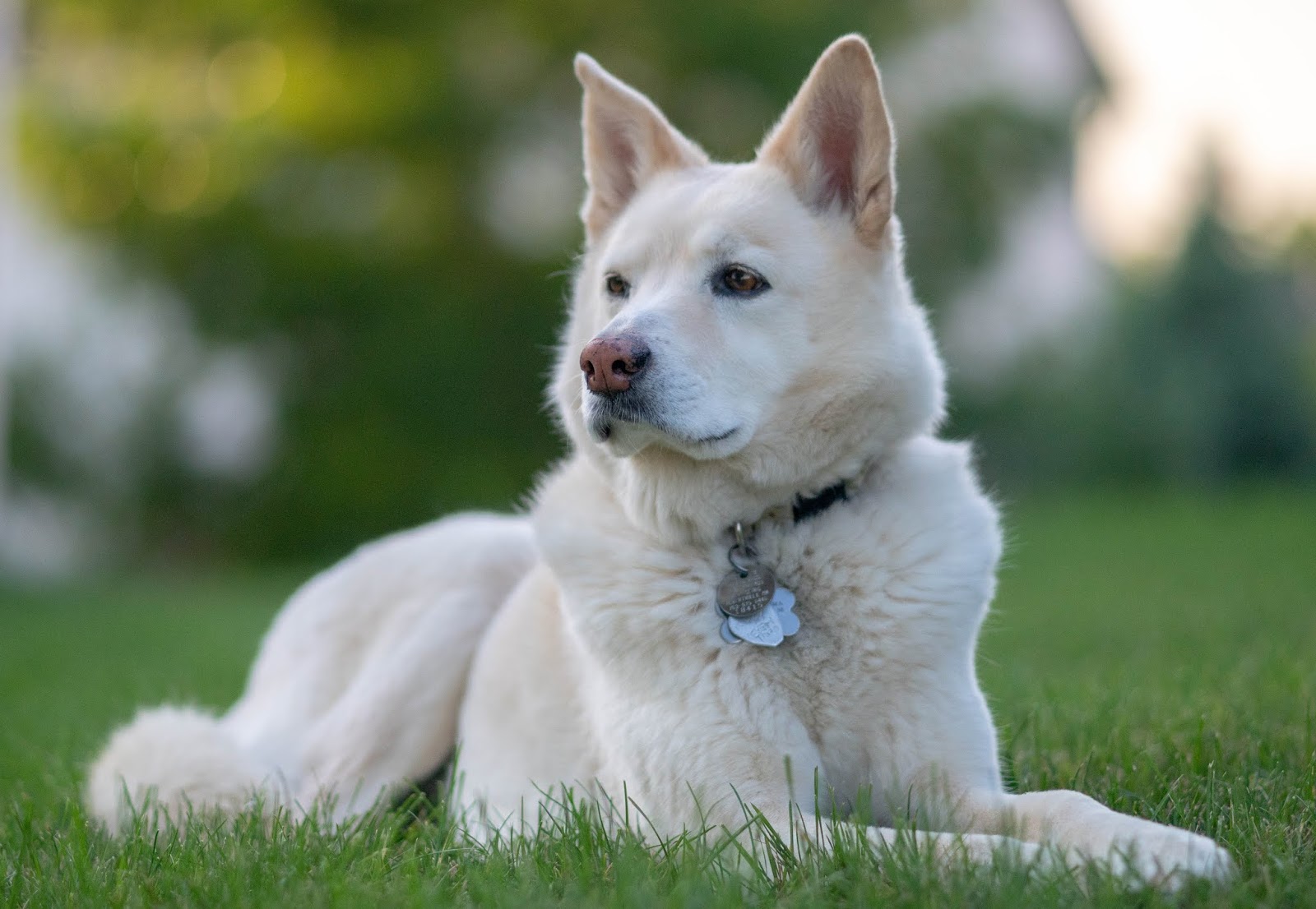 Pek Güzel Köpek Resimleri Gezilmeye Değer Yerler Seyahat Tur Rehberi