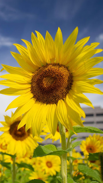 HD Wallpaper Sunflowers, Flowers, Field