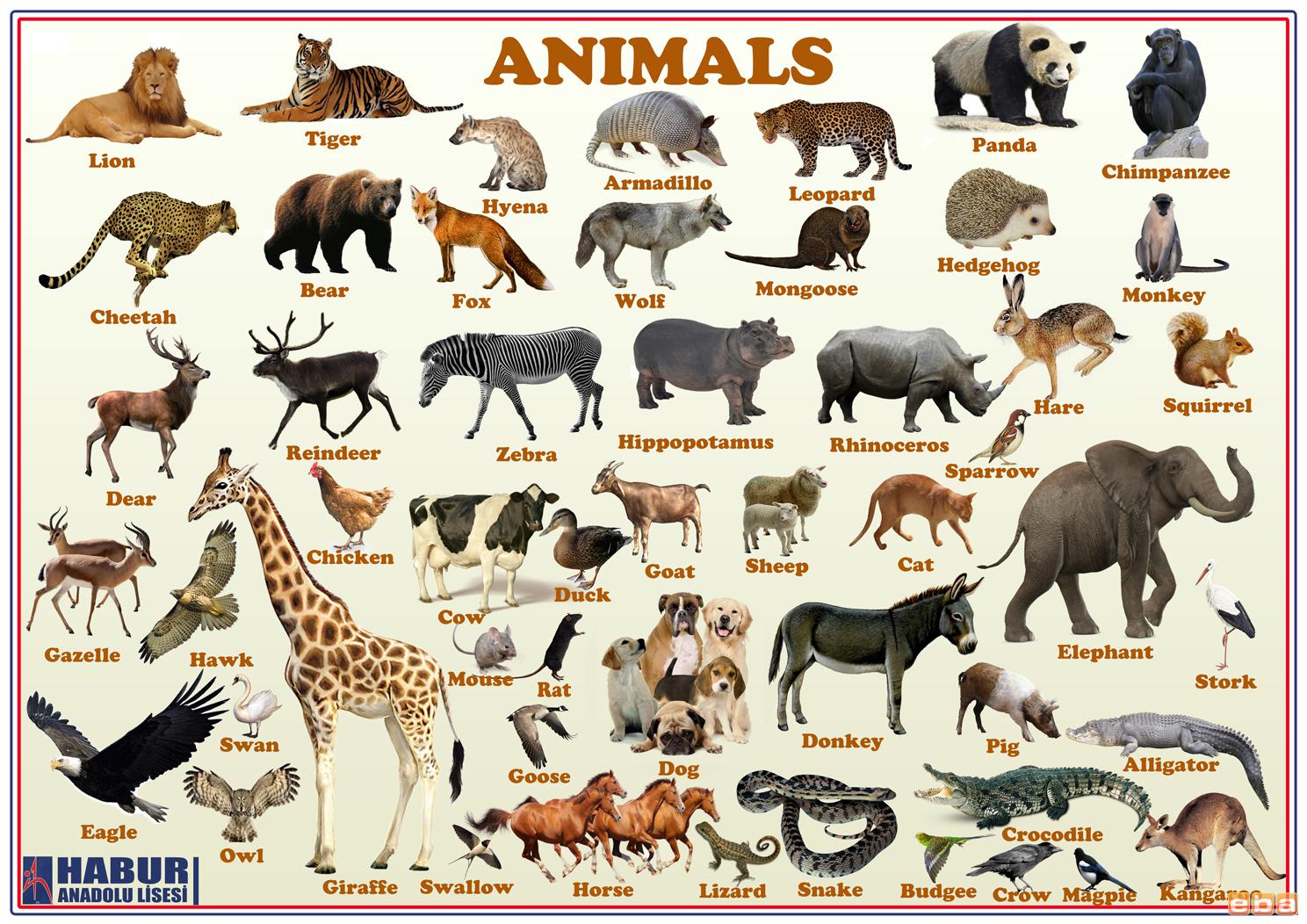 Животные на англ