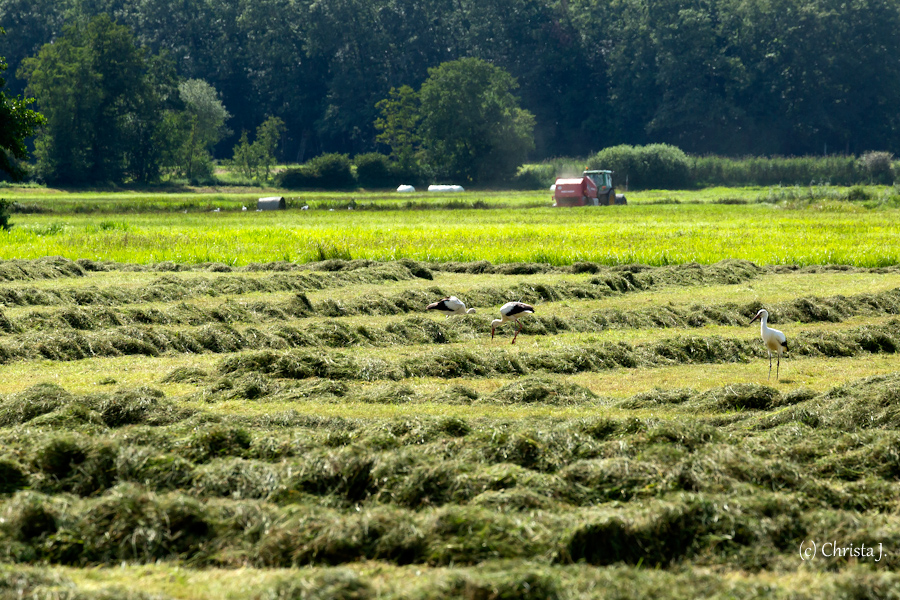 What I Love: Eine gemähte Wiese