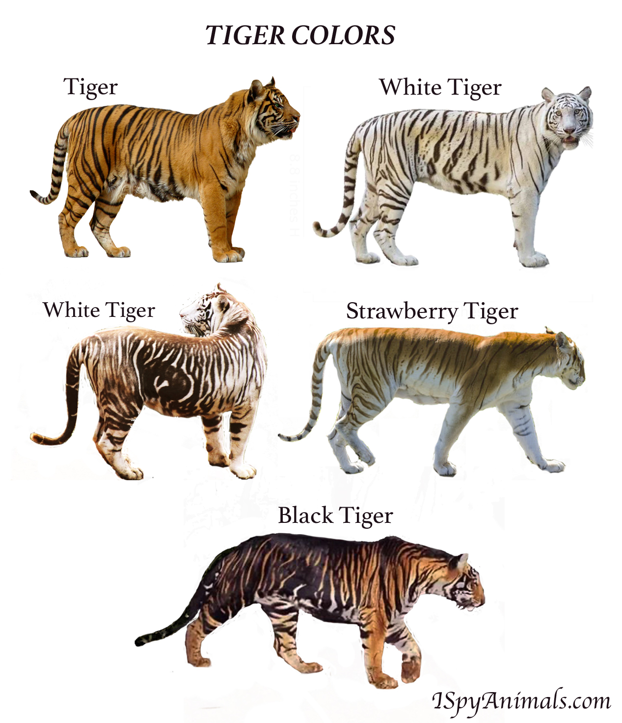 ≫ Veo animales los colores de los tigres