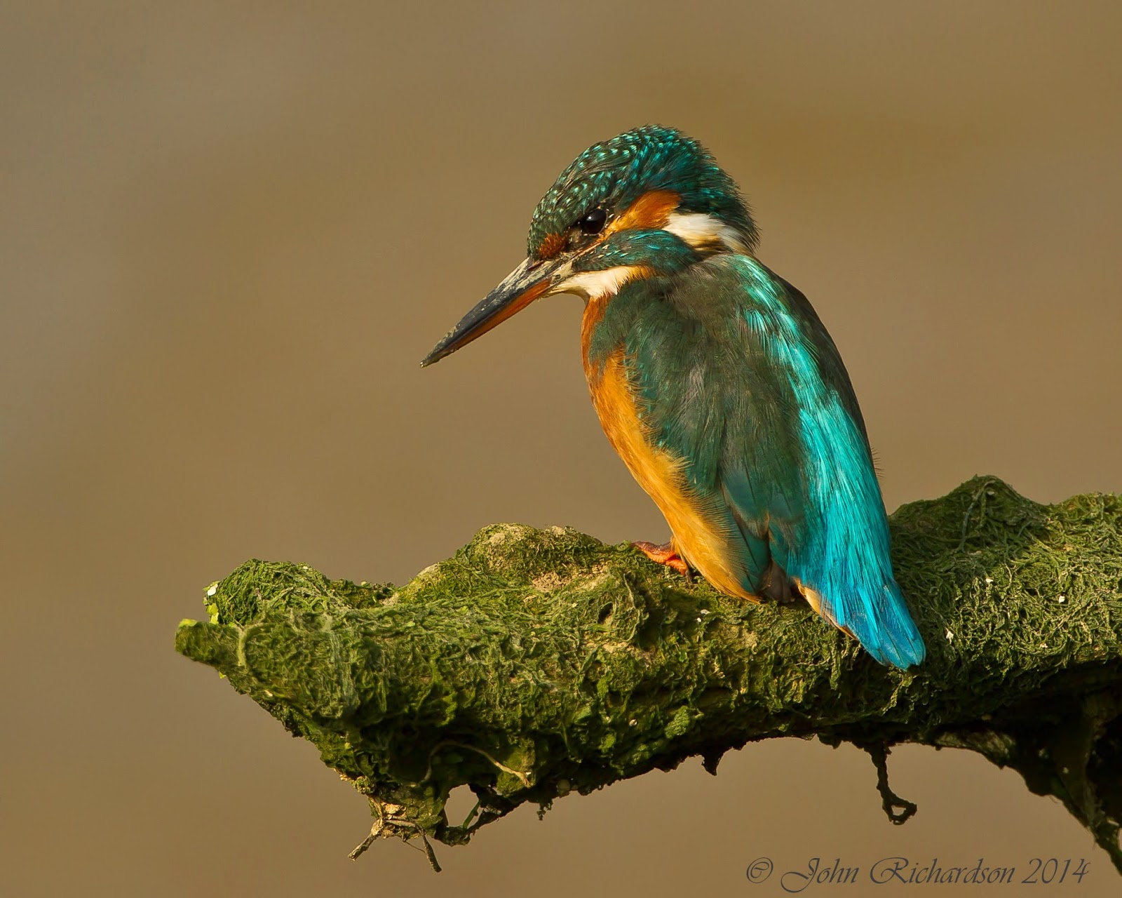 новый афон зимородок. зимородок в люберцах. время выхода зимородка на иви. время выхода зимородка на иви. время выхода зимородка на иви.