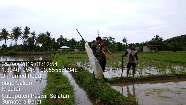  Babinsa Kodim 0311 Pessel Pantau Lahan Pertanian Warga Akibat Banjir