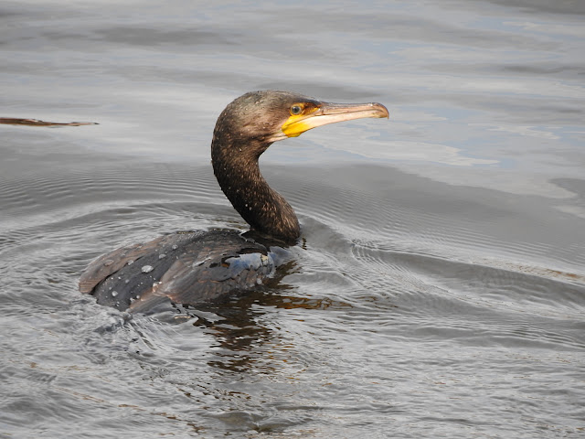 большой баклан