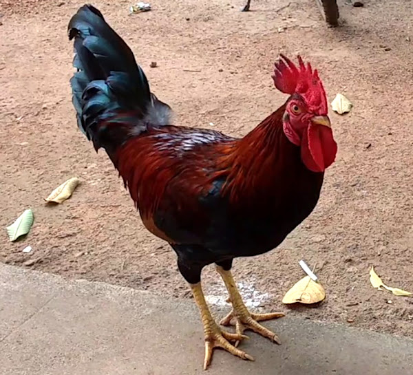 gramapriya chicken, gramapriya chickens