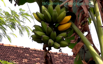 ♘ Mimpi buah pisang dalam togel