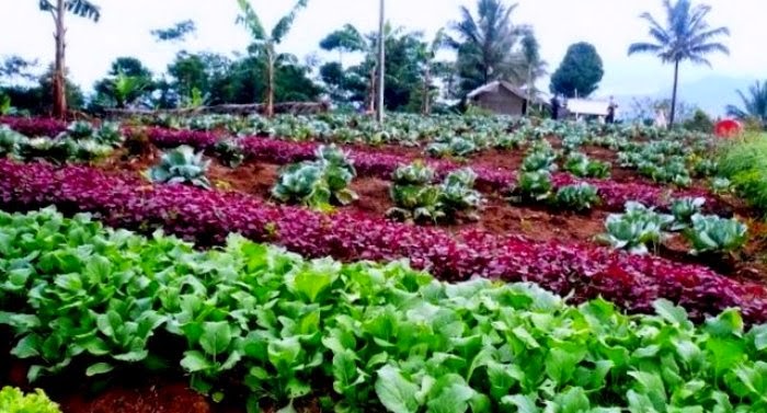 Aqua Dorong Petani Bali Kurangi Pupuk Kimia