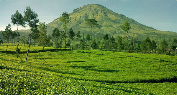 Paket Agrowisata Tambi Wisata Dieng Wonosobo