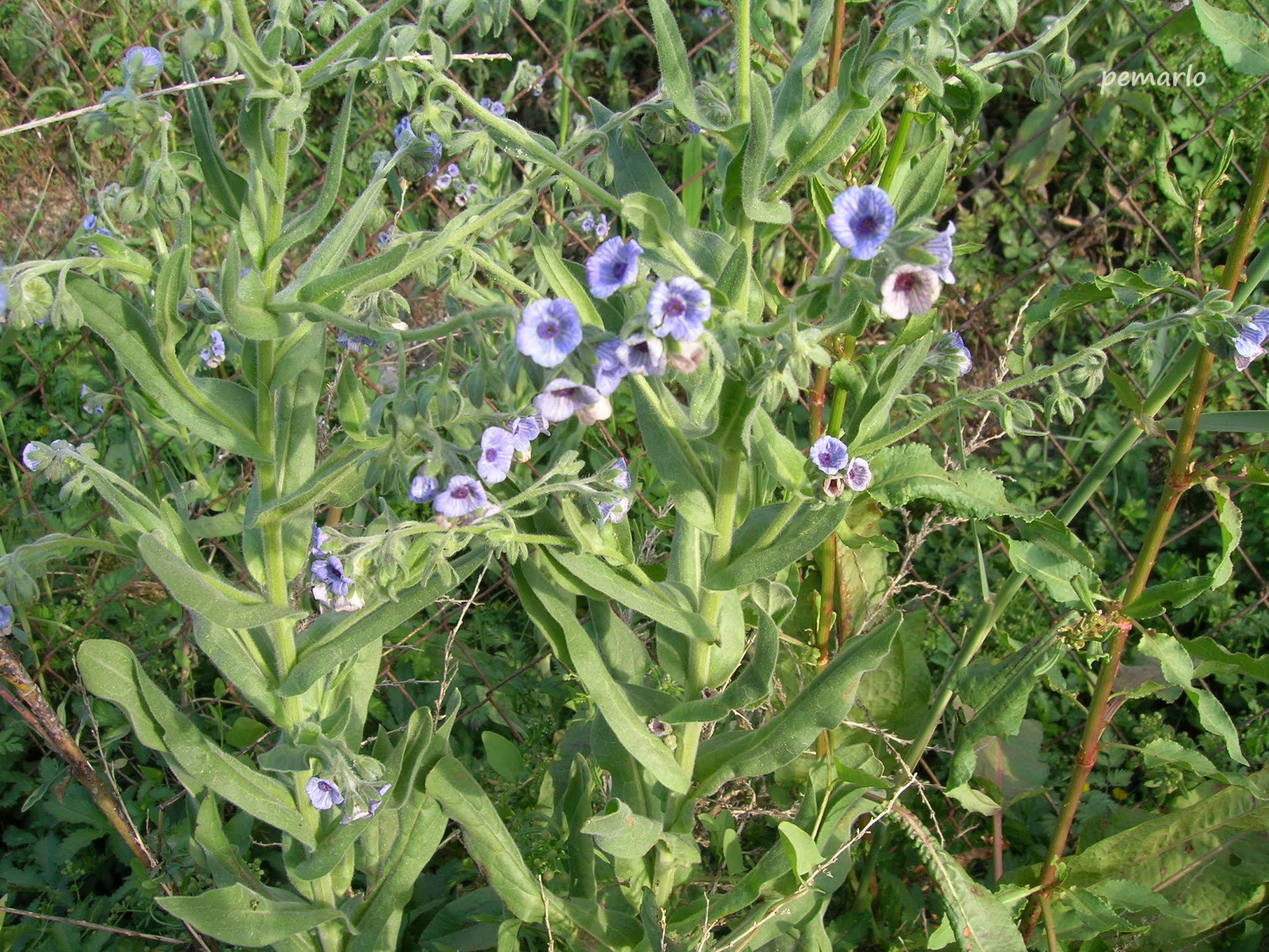 Plantas de Murcia: CYNOGLOSSUM CRETICUM (Lengua de perro) EXTENDIDA POR