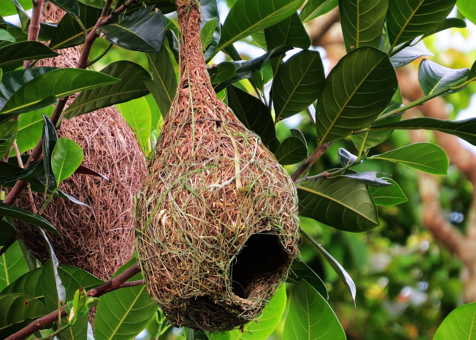 Details about   3 × Extra Long Weaver Bird Nesting Ploceidae Grass Hanging Yard Garden Decor Art 