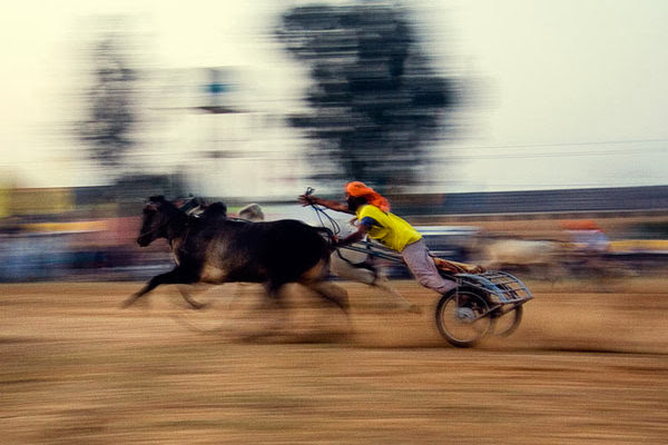 Bullock Cart Race, Rural Olympic, Punjab