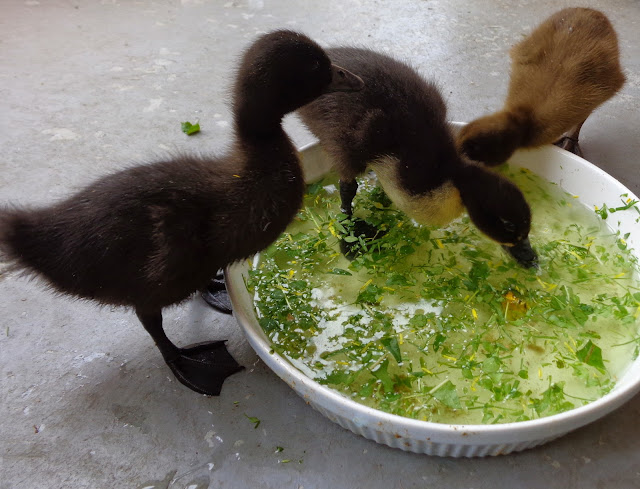 Raising Baby Ducks for Beginners