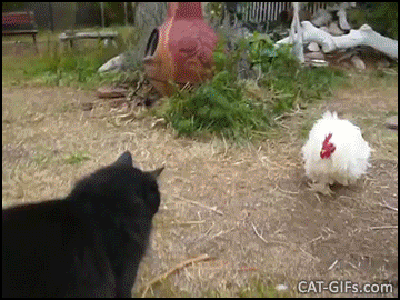 Funny Cat GIF • White Ninja Rooster chasing innocent black cat. "Outta my territory!" Funny Cat GIF • White Ninja Rooster chasing innocent black cat. "Outta my territory!"