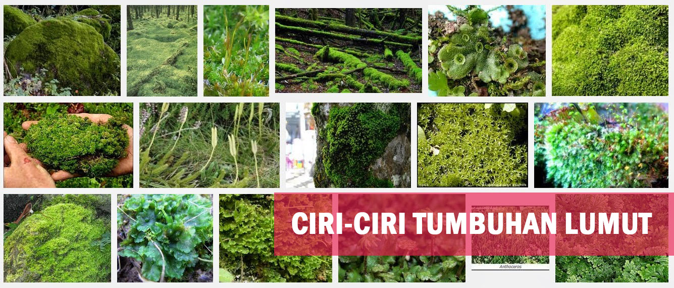 CiriCiri Tumbuhan Paku (Pteridophyta) Cara Hidup dan Habitat Tumbuhan